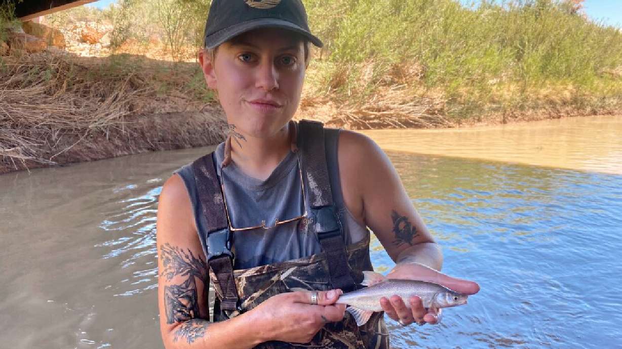 The Bonytail chub is a critically endangered fish species that is one of three native to these tributaries, seen in this undated photo.
