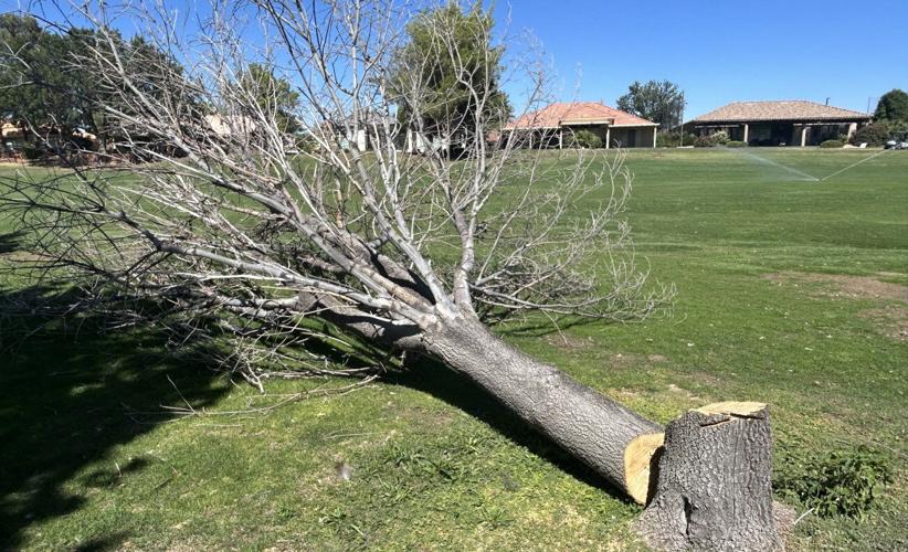 St. George officials asking for info on illegally felled tree at golf course