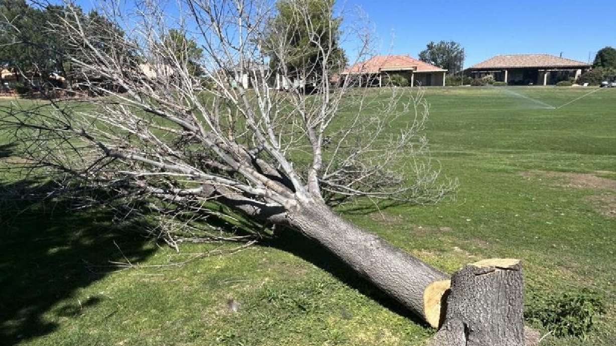 A tree was illegally cut down at the Sunbrook Golf Course in St. George Tuesday.