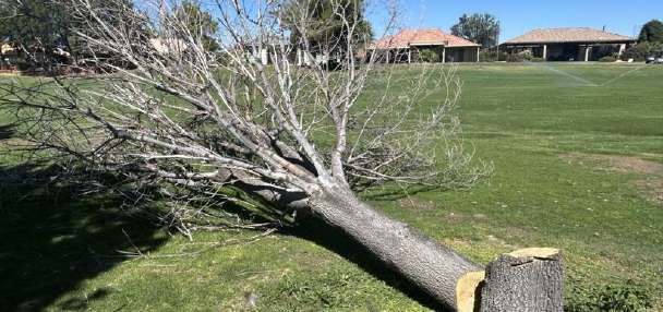 St. George officials asking for info on illegally felled tree at golf course