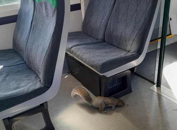 A squirrel is seen on a Great Western Railway train at an unknown location on Sept. 14.