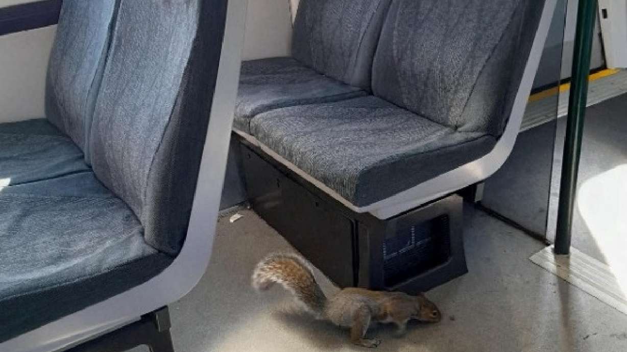 Nutty squirrel railway shop