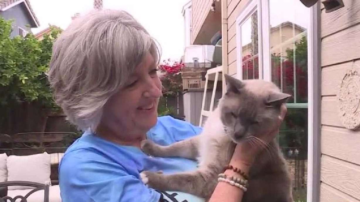 Susanne Anguiano has reunited with her beloved house cat after losing him in Yellowstone National Park, seen in this undated image.