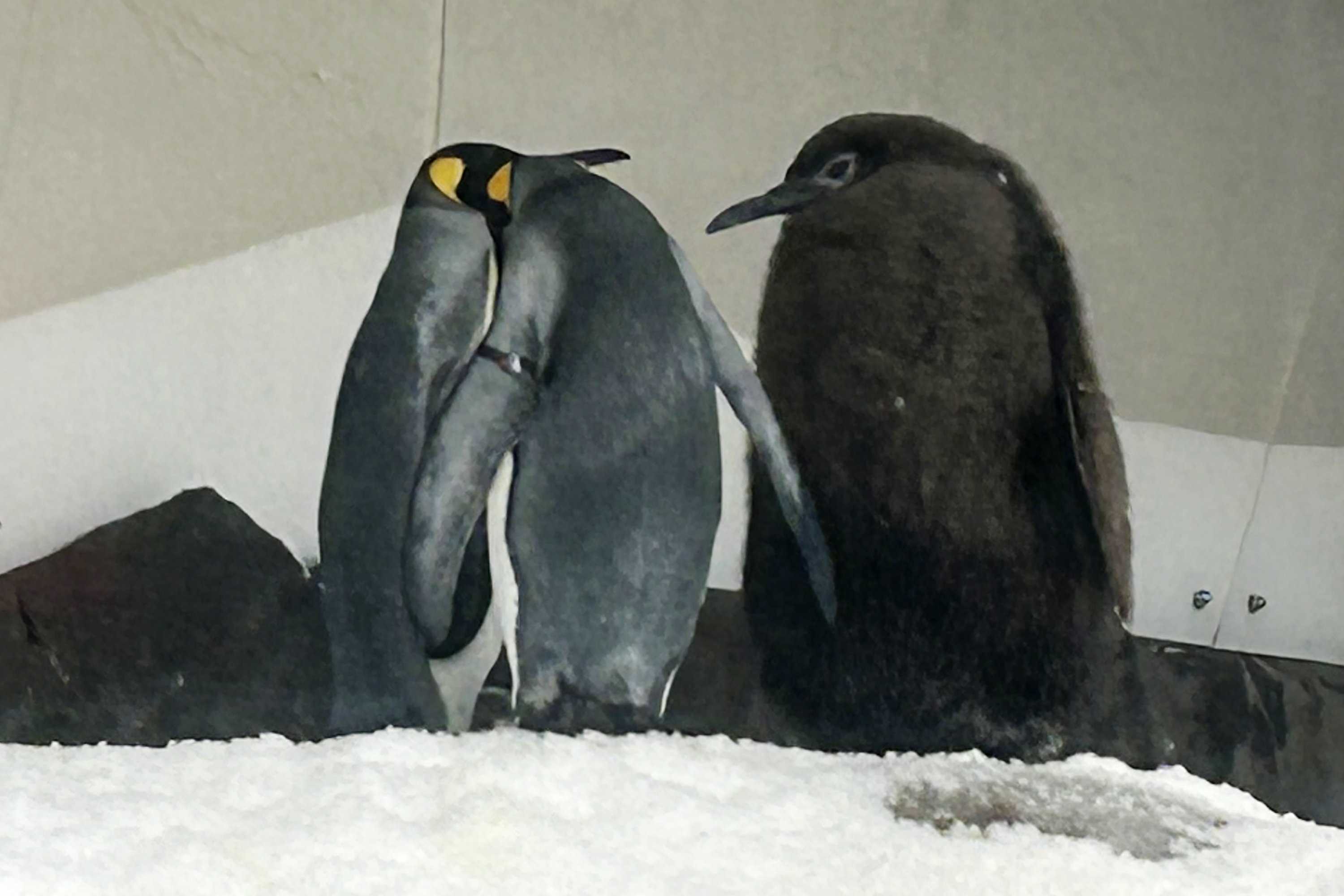 Pesto, right, a huge king penguin chick who weighs as much as both his parents combined, mingles in his enclosure at Sea Life Melbourne Aquarium, Friday.