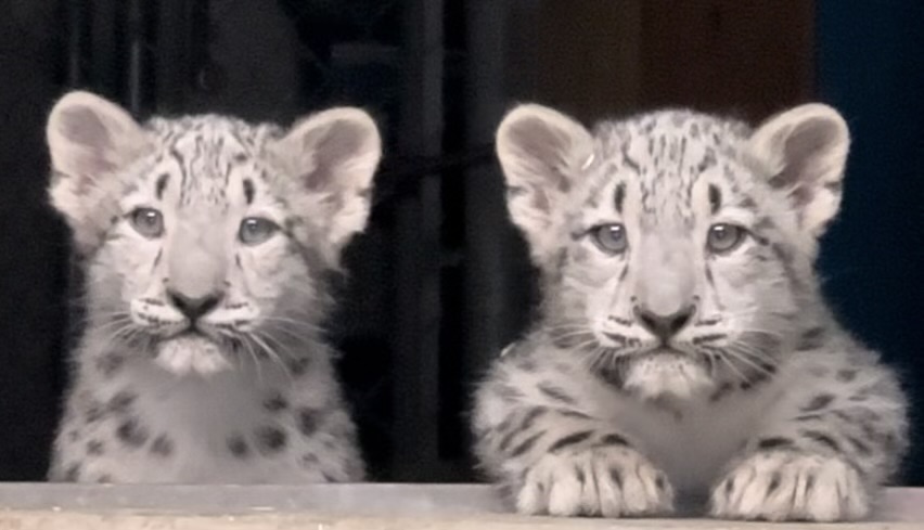 Utah’s Hogle Zoo announced two snow leopard cubs born in June are now ready to accept visitors at the zoo. This undated image shows the two cubs, girl Pavlova and boy Bhutan.