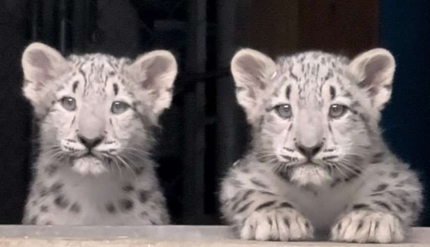 Utah’s Hogle Zoo announced two snow leopard cubs born in June are now ready to accept visitors at the zoo. This undated image shows the two cubs, girl Pavlova and boy Bhutan.