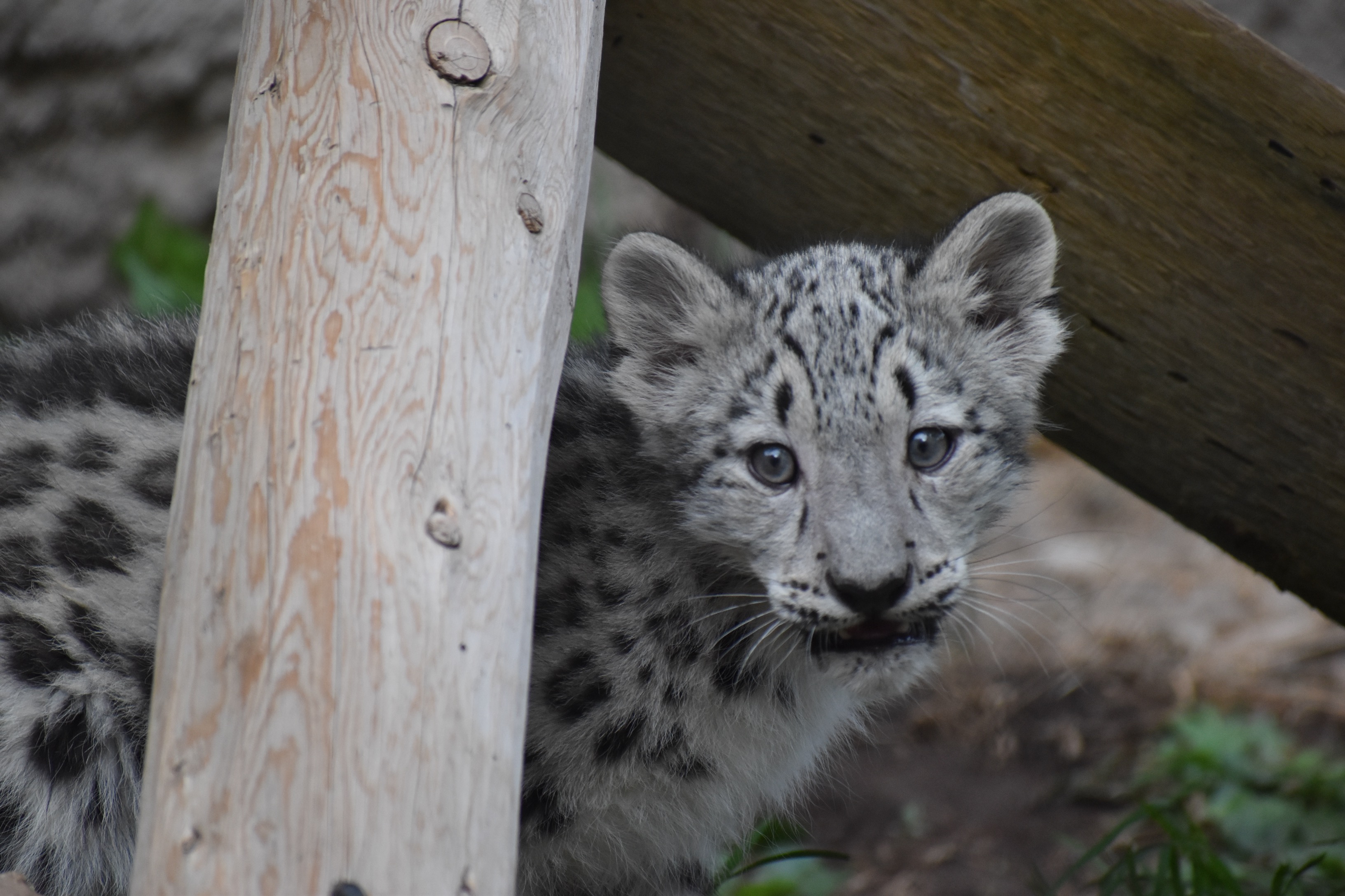 Utah’s Hogle Zoo announced two snow leopard cubs born in June are now ready to accept visitors at the zoo. This undated image shows Pavlova, the girl cub.