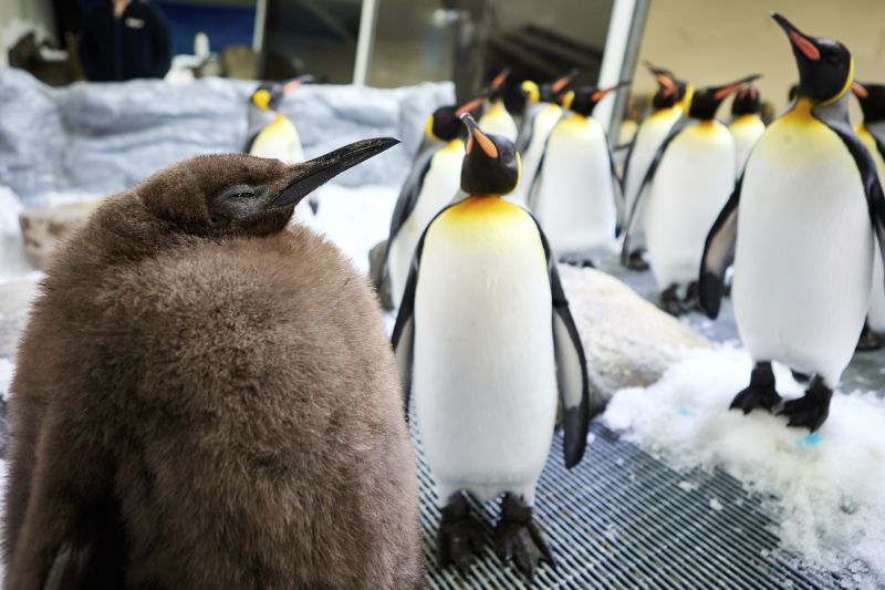 Pesto, a huge king penguin chick who weighs as much as both his parents combined, mingles in his enclosure at Australia's Sea Life Melbourne Aquarium, Sept. 3 and has become a social media celebrity and a star attraction at the aquarium.
