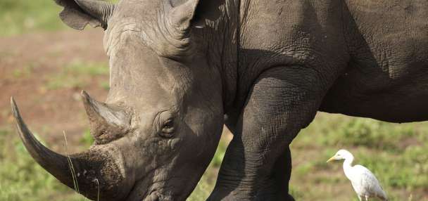 The number of rhinos is slightly up but poaching has increased, too