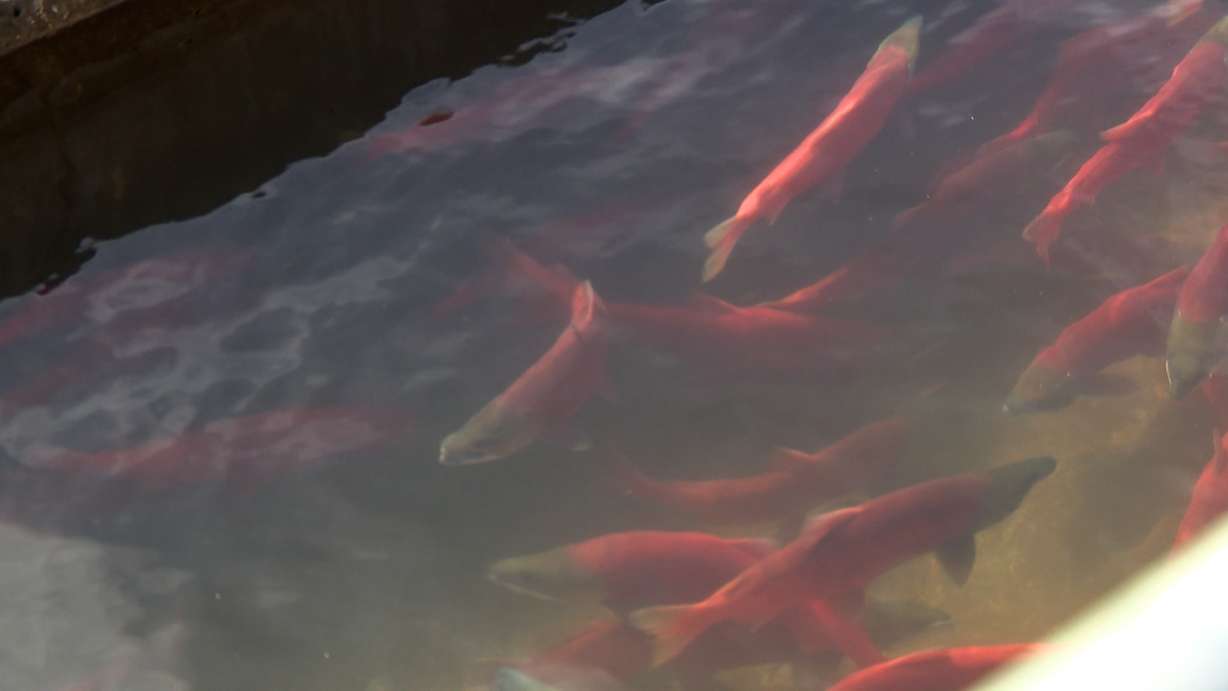 Kokanee salmon are seen in the fishery on Monday where the Utah Division of Wildlife Resources hopes to get 3 million eggs to stock other Utah lakes and reservoirs.