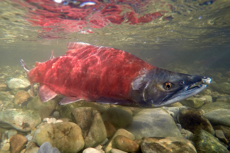 It's kokanee salmon spawning season in Utah, here's where to see them