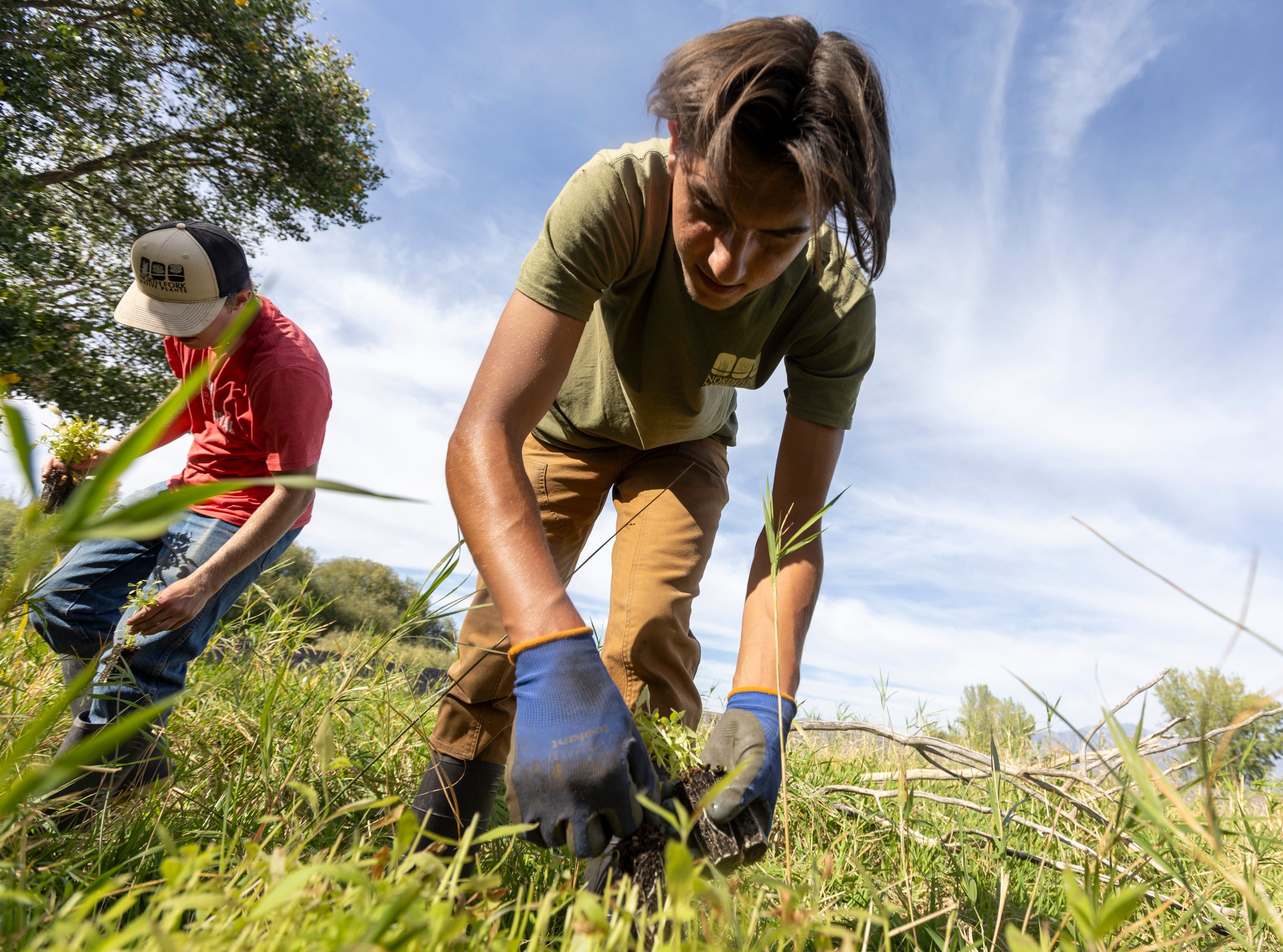 Cody Burt, with the North Fork Native Plants Wetland Plant Nursery from Rexburg, Idaho, places a native plants in pre-dug holes along the shores of Utah Lake in Saratoga Springs on Monday. 