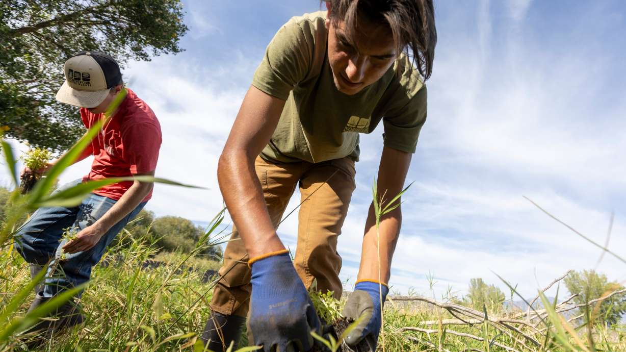 Cody Burt, with the North Fork Native Plants Wetland Plant Nursery from Rexburg, Idaho, places a native plants in pre-dug holes along the shores of Utah Lake in Saratoga Springs on Monday.