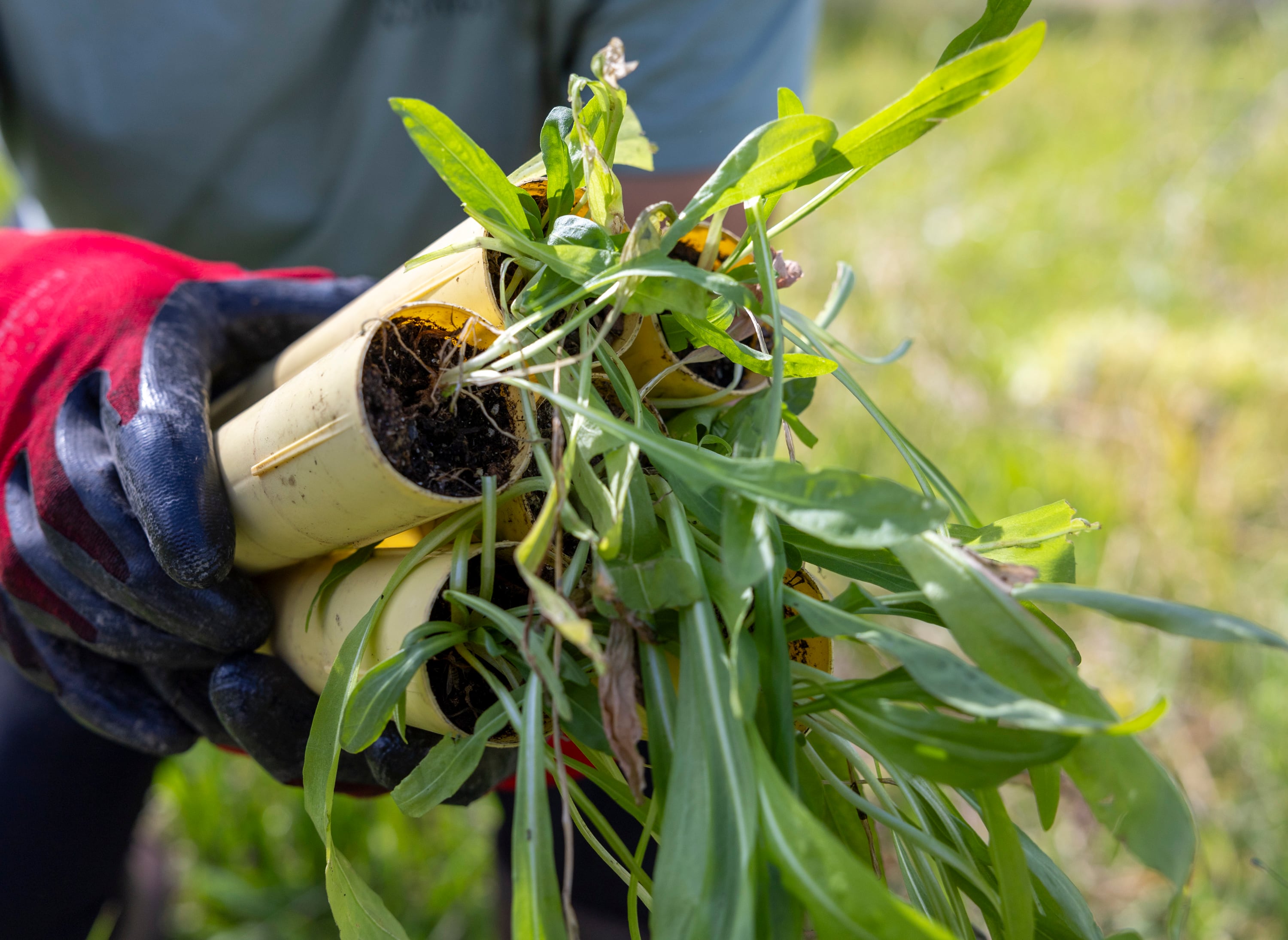 Presley Wheeler, with the North Fork Native Plants Wetland Plant Nursery from Rexburg, Idaho, prepares native plant species to be planted along the shores of Utah Lake in Saratoga Springs on Monday. The new plants are planted along the shores of Utah Lake in an effort to combat invasive plant species growing around the lake.