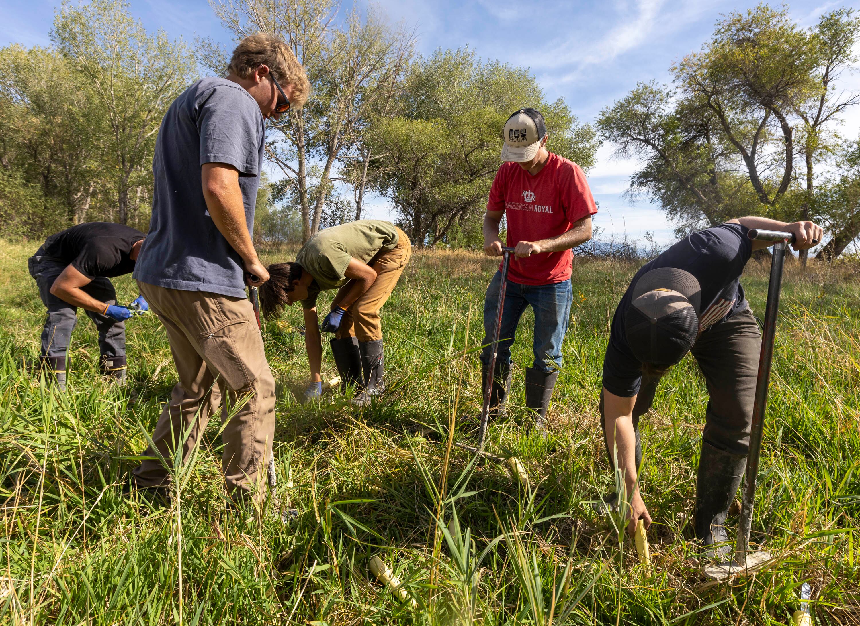 Workers with the North Fork Native Plants Wetland Plant Nursery from Rexburg, Idaho, plant multiple varieties of native plants along the shores of Utah Lake in Saratoga Springs on Monday. The new plants are planted along the shores of Utah Lake in an effort to combat invasive plant species growing around the lake.