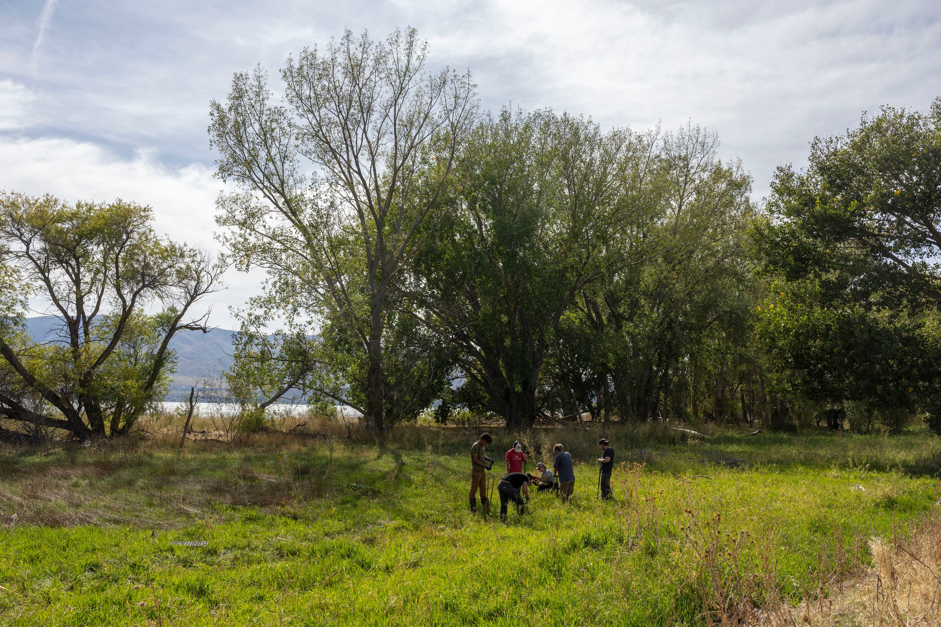 Workers with the North Fork Native Plants Wetland Plant Nursery from Rexburg, Idaho, plant multiple varieties of native plants along the shores of Utah Lake in Saratoga Springs on Monday. The new plants are planted along the shores of Utah Lake in an effort to combat invasive plant species growing around the lake.