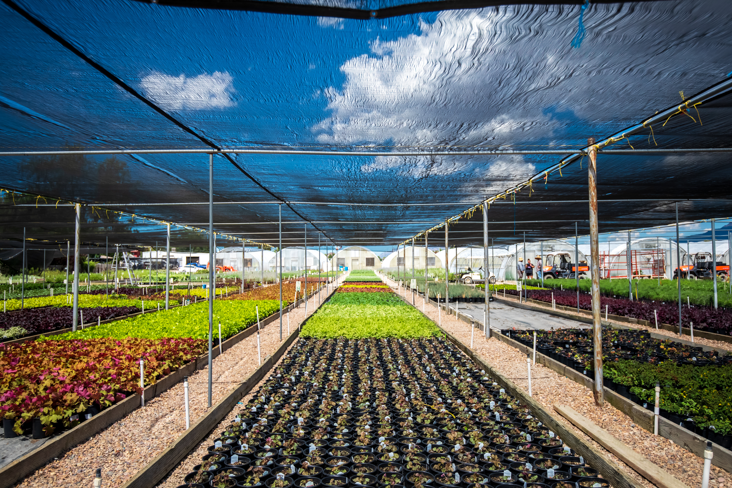 Rows of plants at the Perennial Favorites nursery in Layton are pictured on Aug. 20.