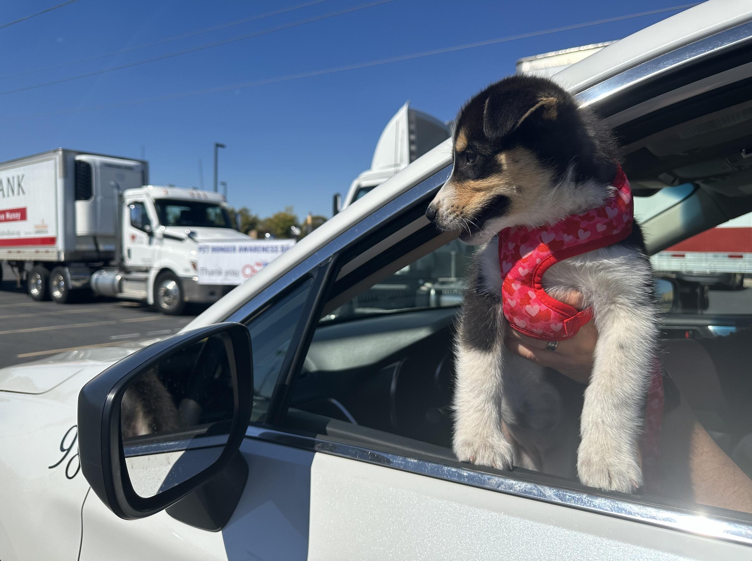 PetSmart Charities donated two semitruckloads of pet food to Utah Food Bank for a drive-thru distribution for families in need, which served approximately 430 cars on Tuesday.