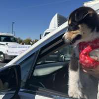 Utah charities team up to distribute pet food to families in need