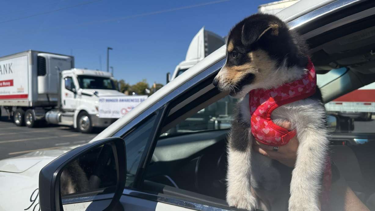 Utah charities team up to distribute pet food to families in need Utah charities team up to distribute pet food to families in need