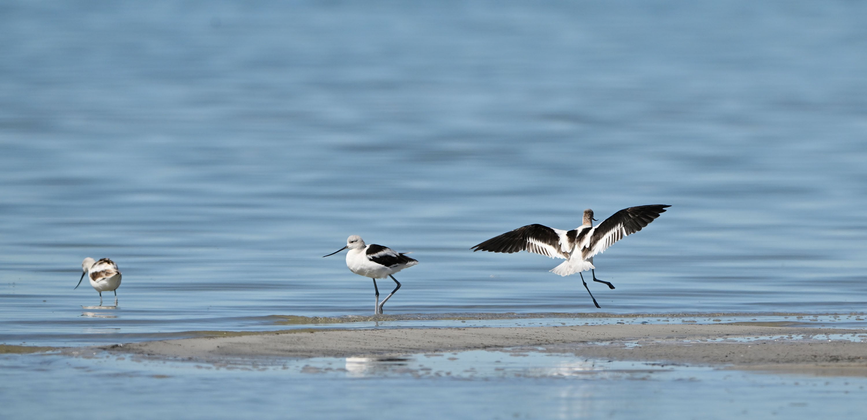 American avocets search for food on a sand bar at the Great Salt Lake near Magna on Tuesday.