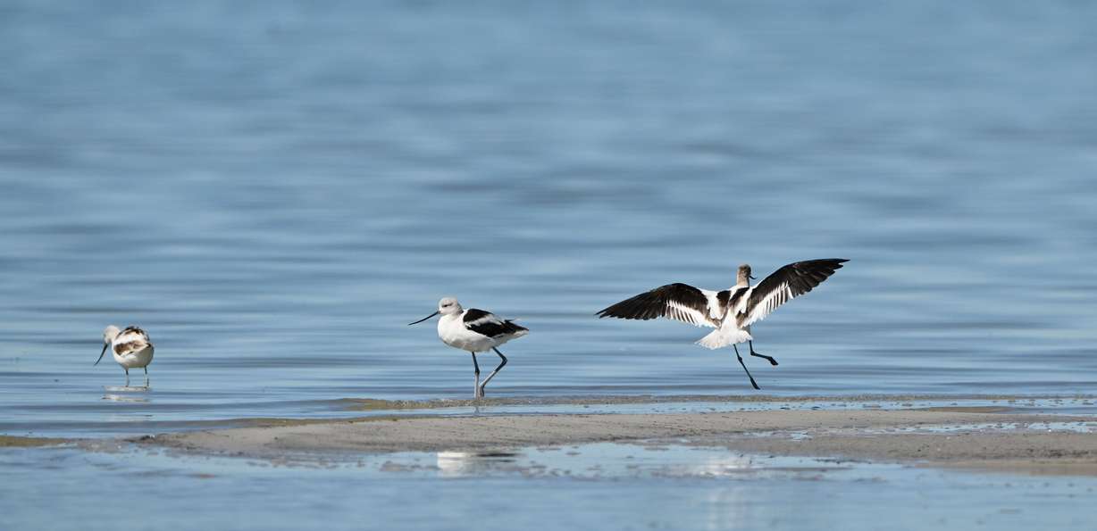 American avocets search for food on a sand bar at the Great Salt Lake near Magna on Tuesday.