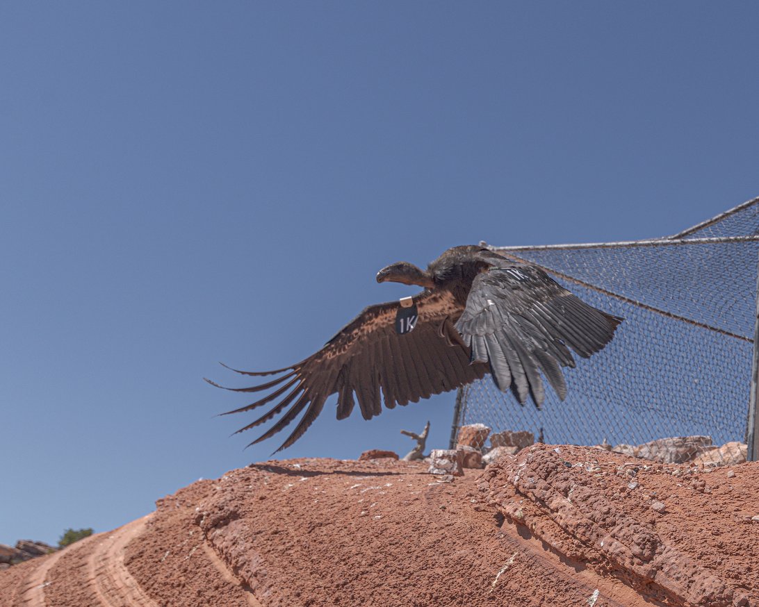 A photo of Condor 1K after he was released back into the wild following a medical exam and wing tag placement in May 2020. 1K died earlier this year from lead poisoning, but four young condors will be released in the Arizona-Utah flock this weekend.