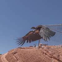 Endangered Utah bird species to get a boost. Here's how to watch its population soar