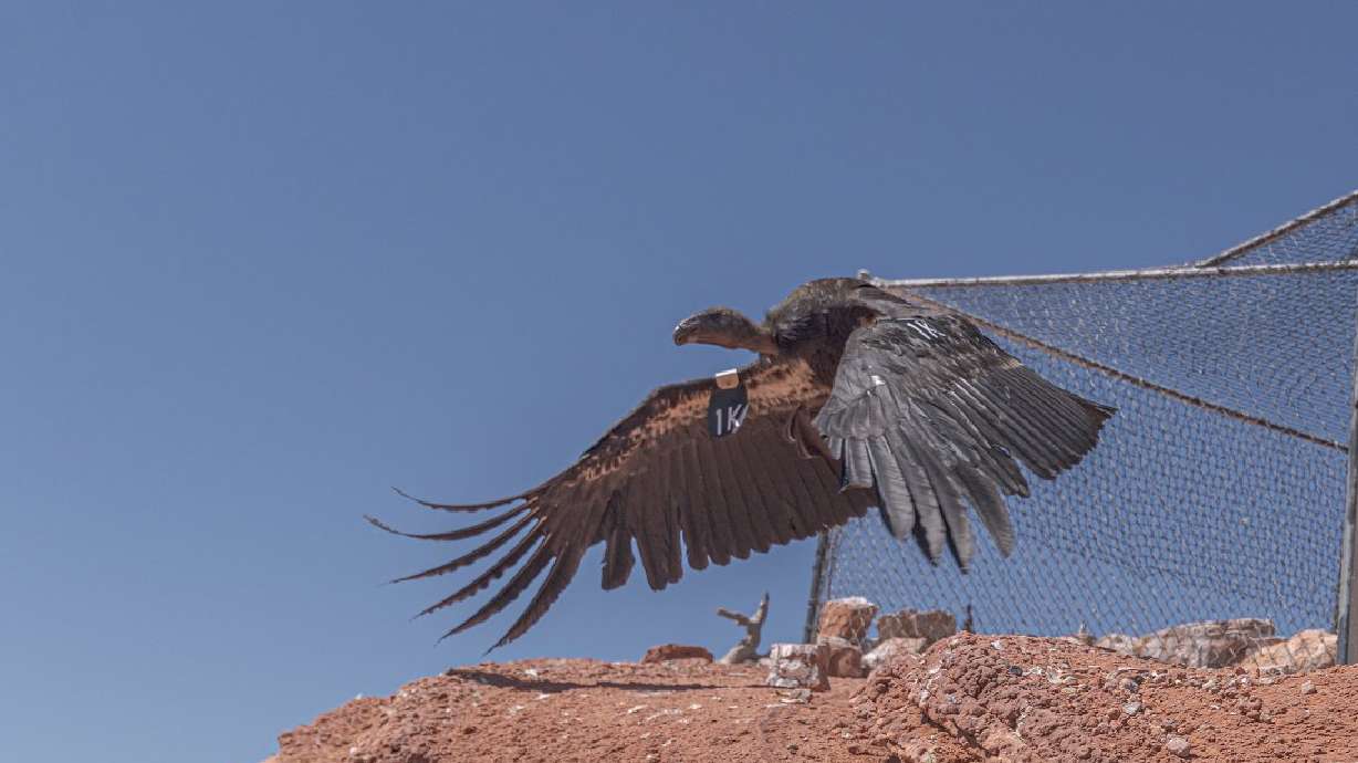 A photo of California condor 1K after he was released back into the wild following a medical exam and wing tag placement in May 2020. The embattled Arizona-Utah flock will welcome a few new members on Saturday.