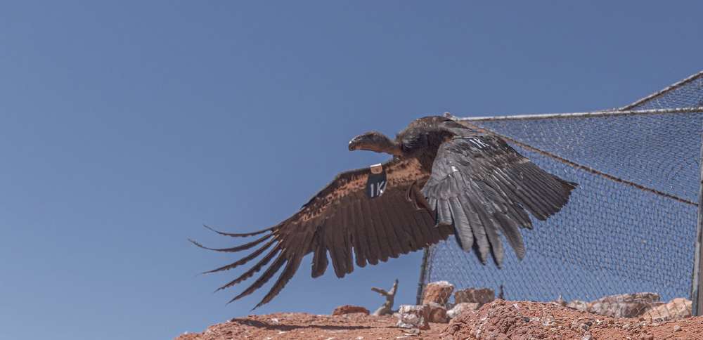 Endangered Utah bird species to get a boost. Here's how to watch its population soar