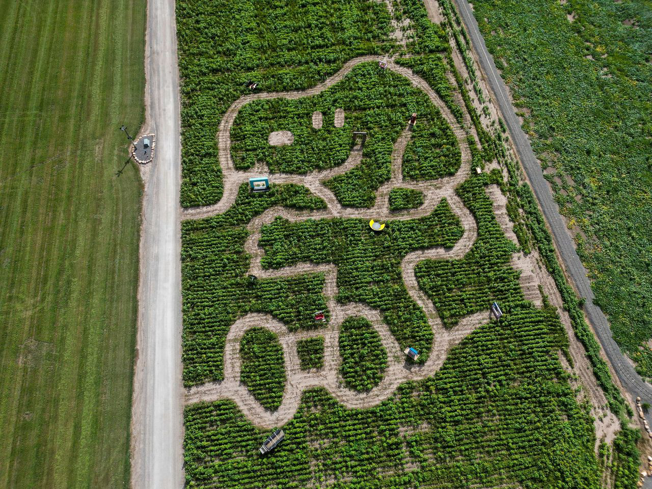 Utah "agritainment" company The Maize helps family farms across the U.S. design mazes, including a sunflower maze featuring Snoopy at Cornbelly's in Spanish Fork.