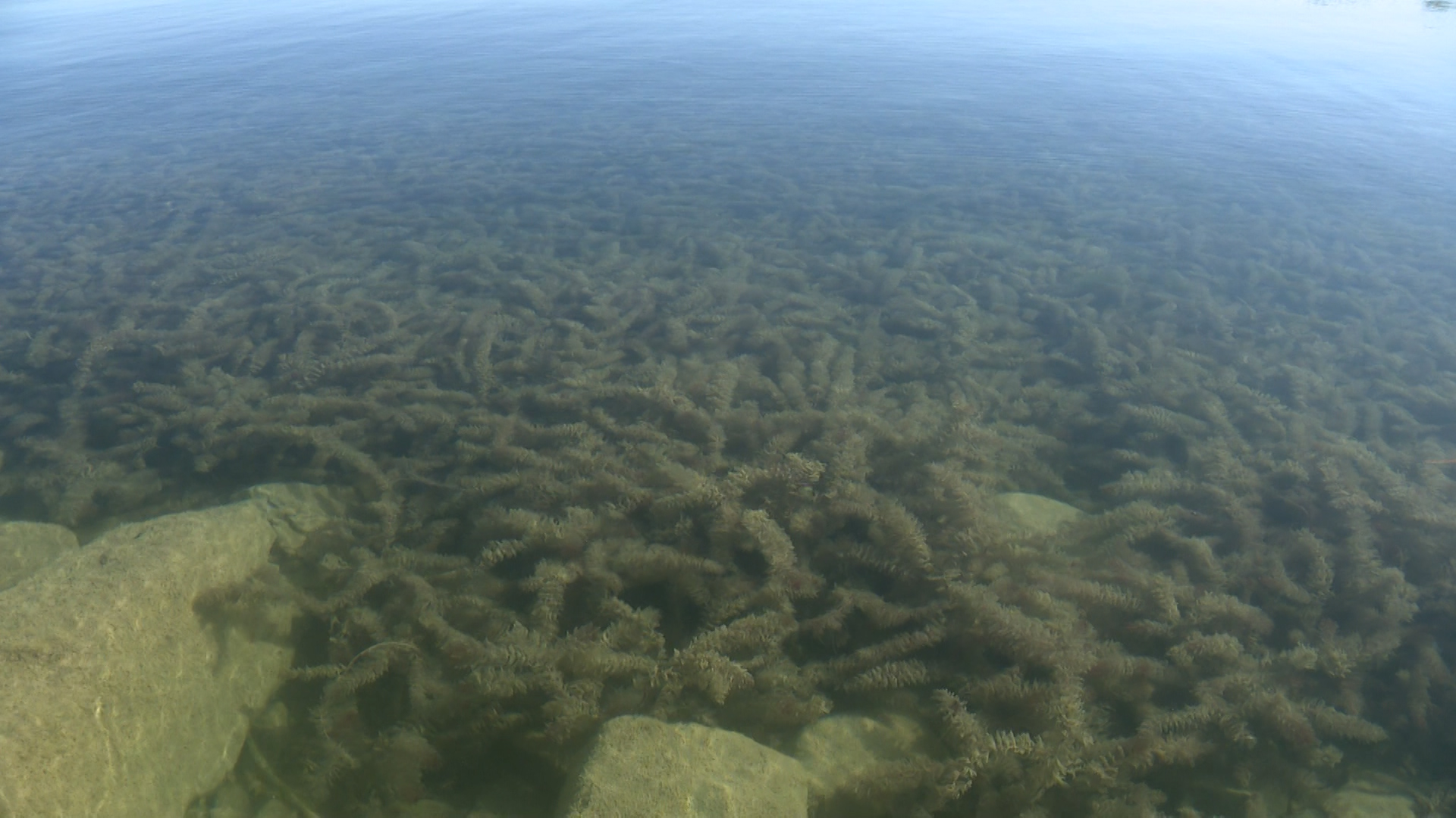 As water milfoil enters Bear Lake, states and activists fight back