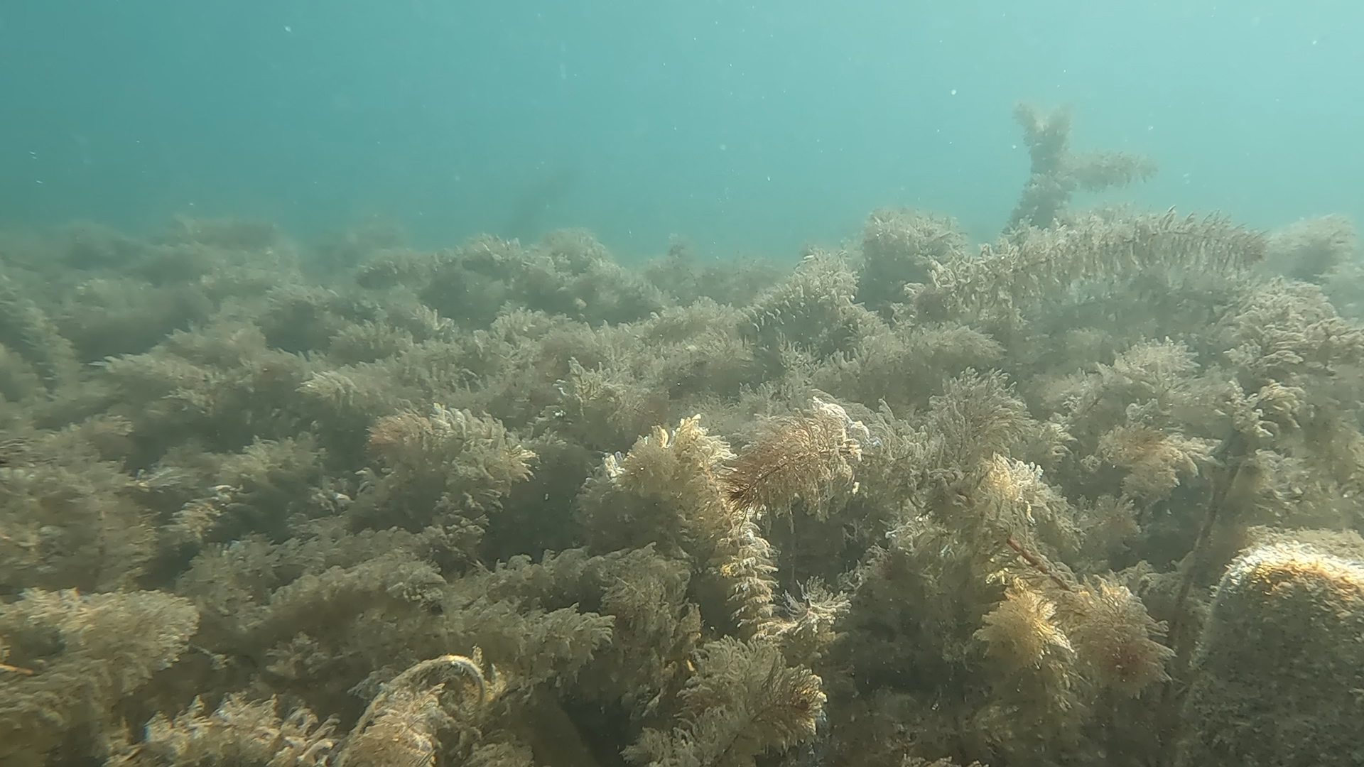 Eurasian watermilfoil is growing under the crystal blue water of Bear Lake, and Utah and Idaho are trying to stop it.