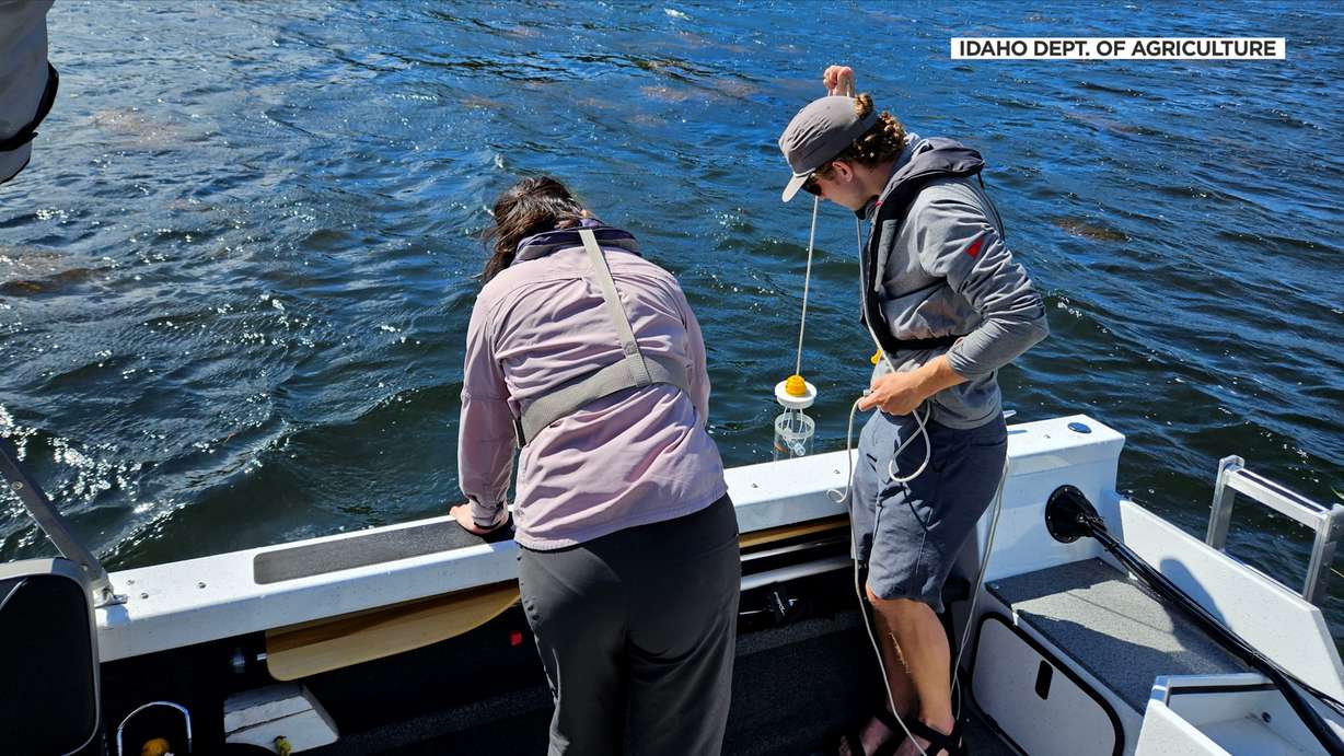 Eurasian watermilfoil is growing under the crystal blue water of Bear Lake, and Utah and Idaho are trying to stop it.