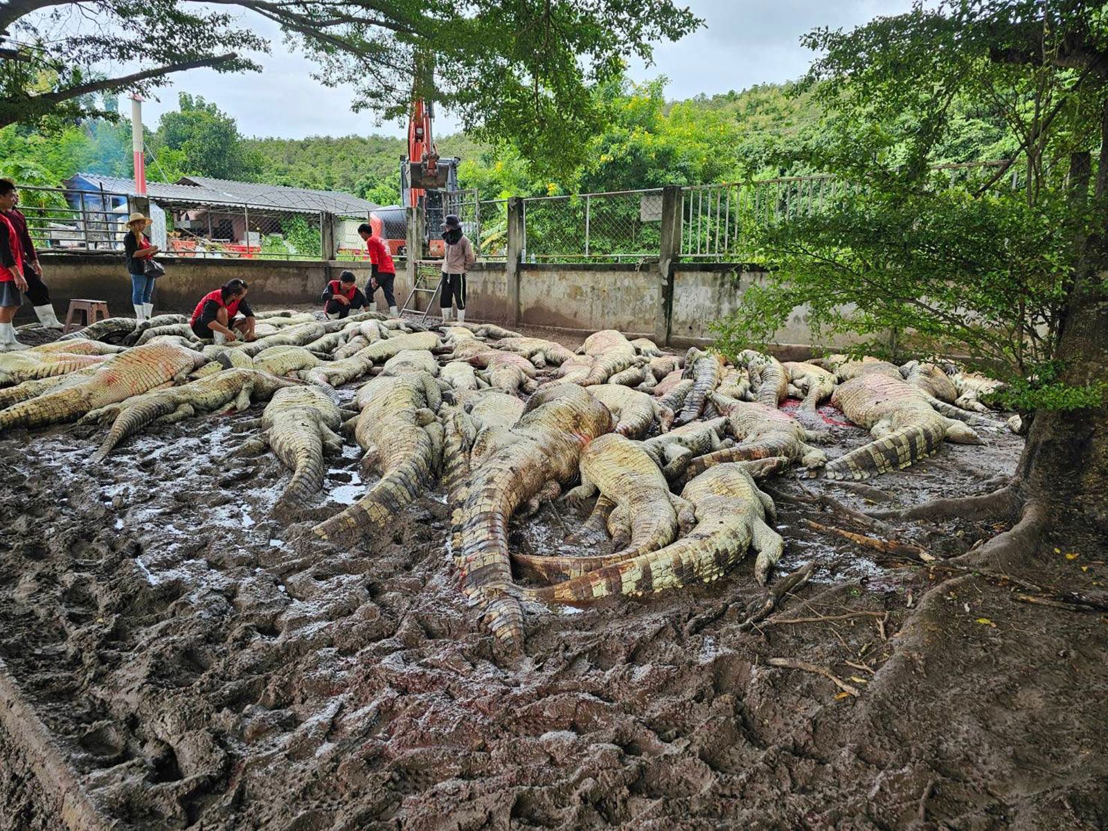 Siamese crocodiles are considered critically endangered, with some estimates putting their population at just a few hundred. More than 100 were killed at a crocodile farm in Lamphun, northern Thailand after a typhoon damaged their enclosure.