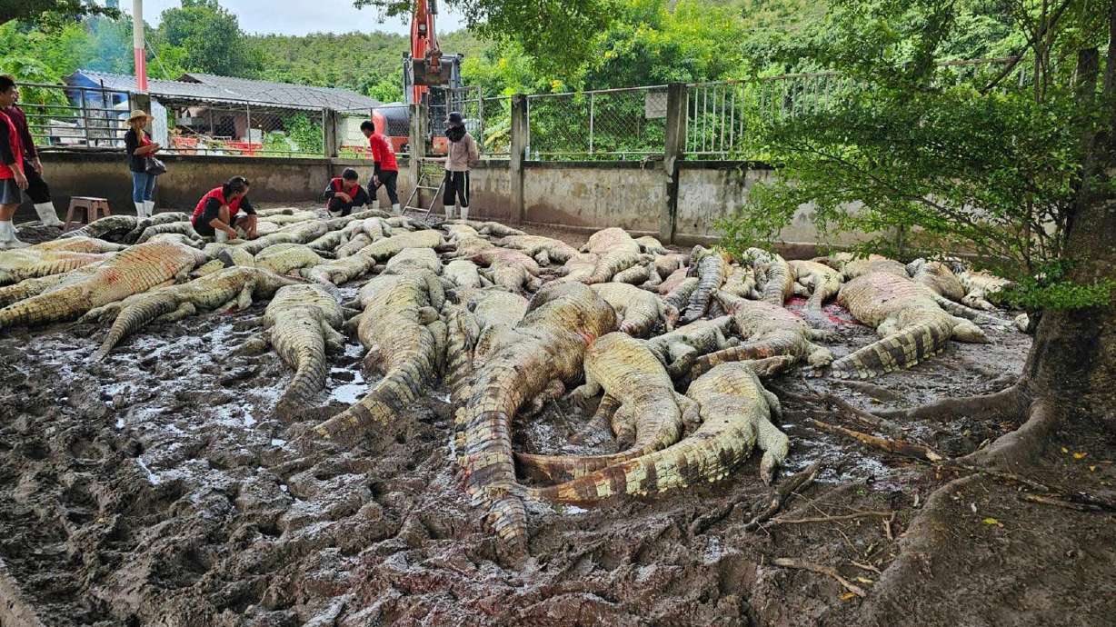 Siamese crocodiles are considered critically endangered, with some estimates putting their population at just a few hundred. More than 100 were killed at a crocodile farm in Lamphun, northern Thailand after a typhoon damaged their enclosure.