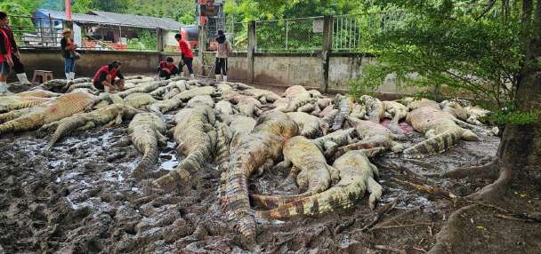 Thai farmer forced to kill more than 100 endangered crocodiles after typhoon