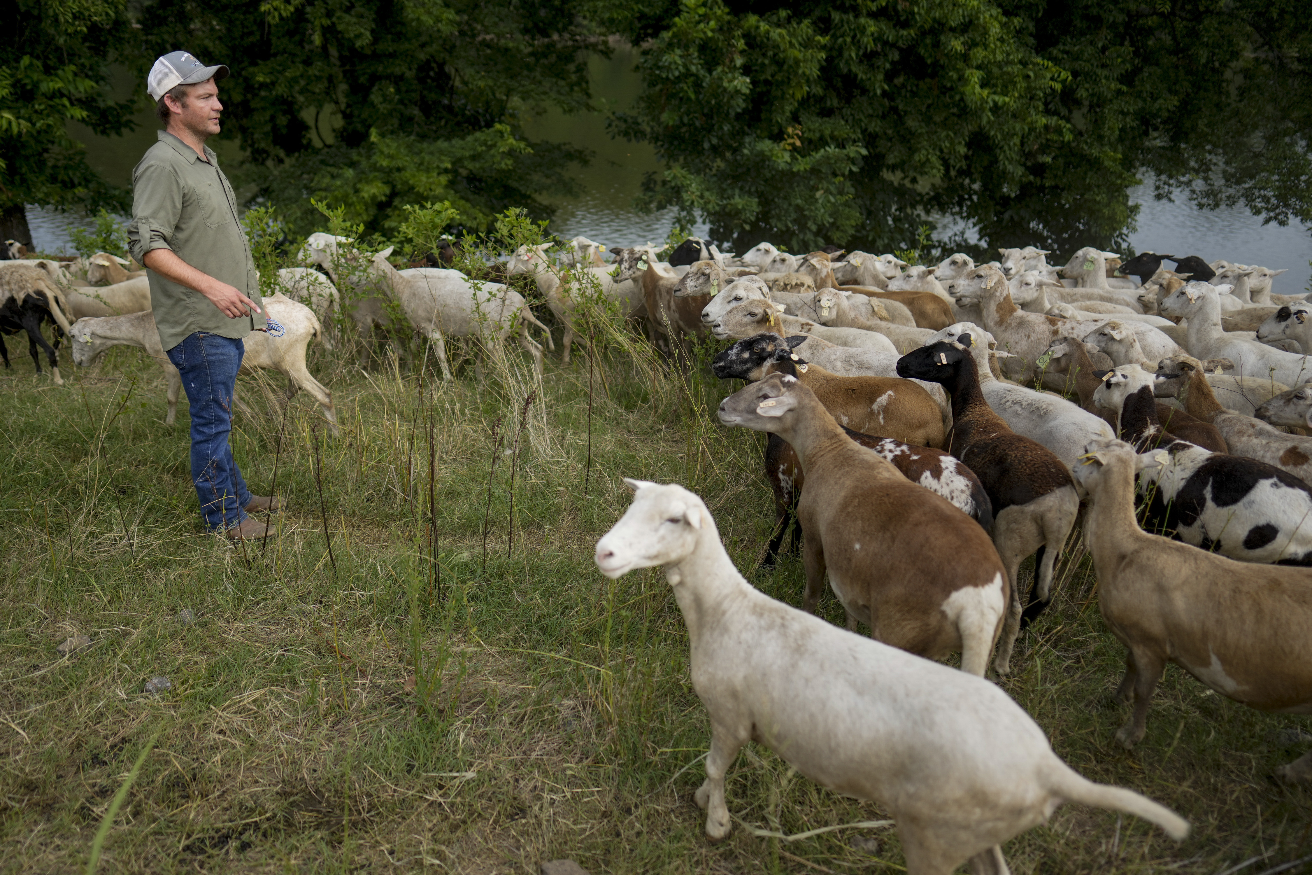 Zach Richardson, owner of the Nashville Chew Crew, looks over his flock along the Cumberland River bank July 9, in Nashville, Tenn. The sheep are used to clear out overgrown weeds and invasive plants in the city's parks, greenways and cemeteries.