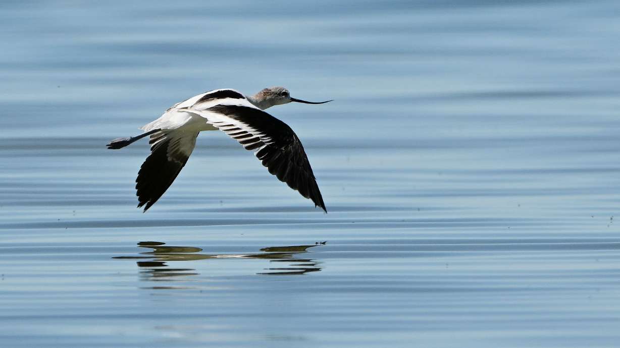 An American avocet skims the Great Salt Lake, near Magna, on Sept. 24. The First Unitarian Church of Salt Lake City announced Sunday it collected $35,000 to donate to the Great Salt Lake Watershed Enhancement Trust.