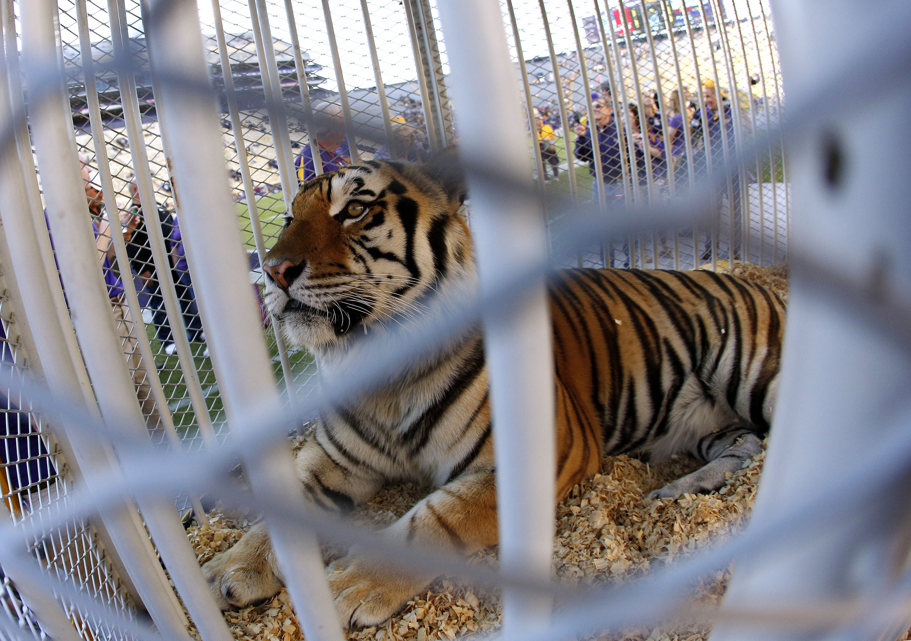 FILE - Louisiana State University's mascot, Mike the Tiger, is seen on the field before the NCAA college football game against Furman in Baton Rouge, La., Oct. 26, 2013.