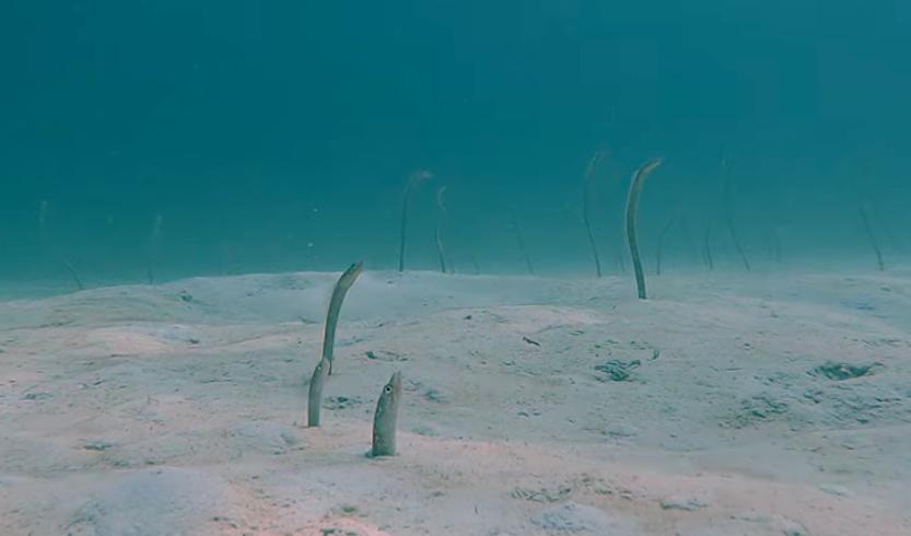 Eels emerge from the sea floor in this video taken in Sabang, Indonesia, in April.