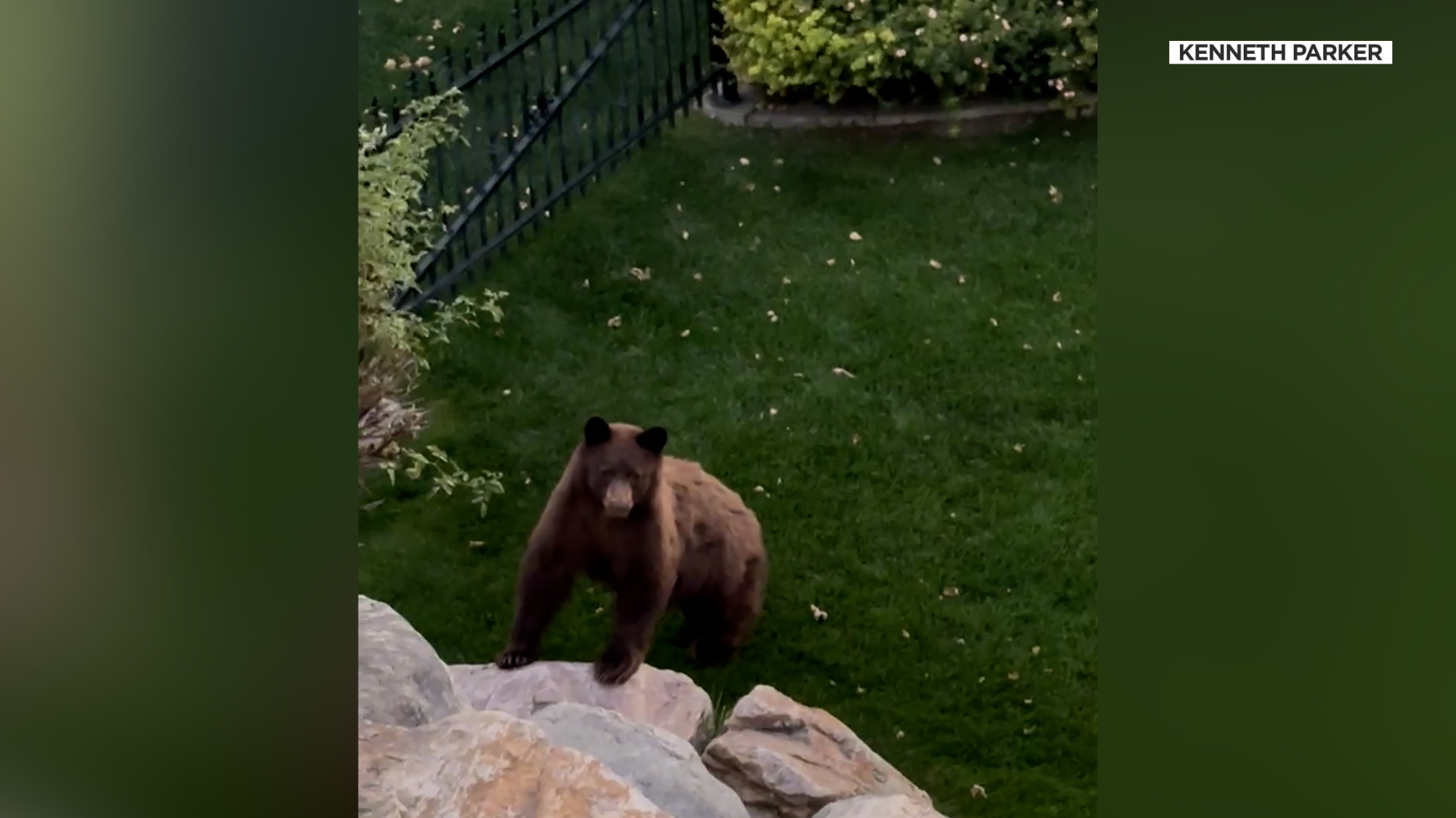 Black bear moved after brush with Logan neighborhood