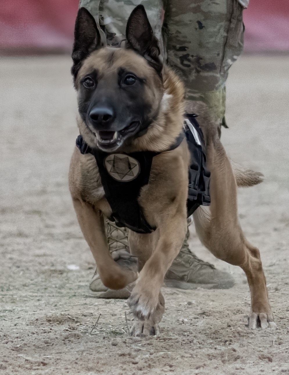 More than a year after K-9 Loki died in a hot vehicle at the Utah State Correctional Facility, the handler responsible is still working for the department. The KSL Investigators look at how much the incident has cost taxpayers.