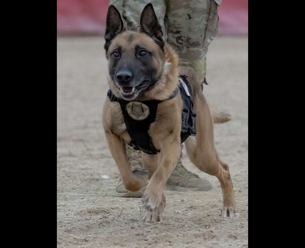 More than a year after K-9 Loki died in a hot vehicle at the Utah State Correctional Facility, the handler responsible is still working for the department. The KSL Investigators look at how much the incident has cost taxpayers.