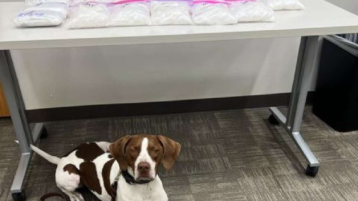 Police recovered 20 pounds of suspected narcotics after police K-9 Gunner alerted on a pickup truck during a traffic stop on northbound Interstate 15 in Washington County, Sept. 29.