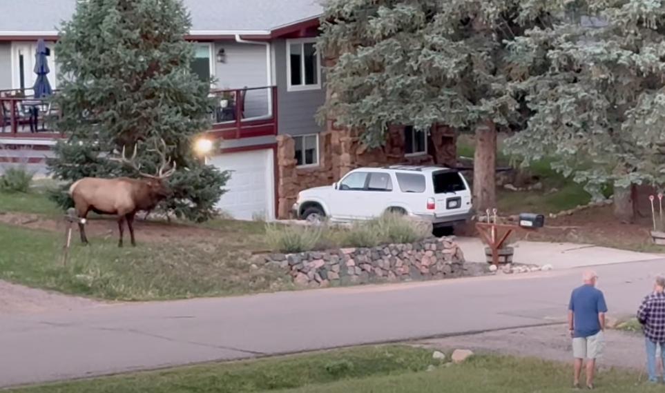 A massive bull elk stands his ground in Evergreen, Colo., Sept. 24.