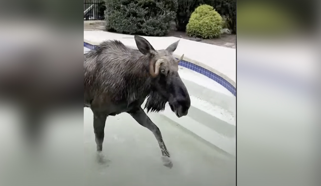 Have You Seen This? Police, firefighters help moose trapped in swimming pool