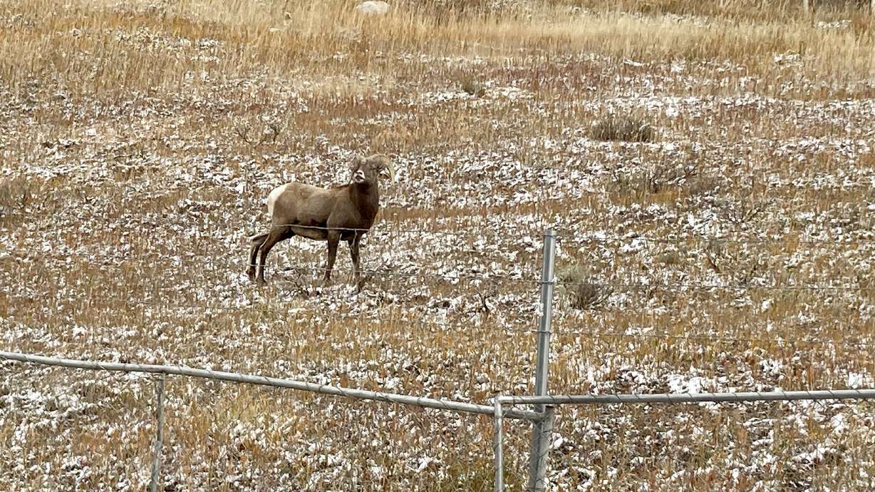 FILE - A bighorn sheep roams a contentious plot of land in Vail, Colo., on Oct. 25, 2022..