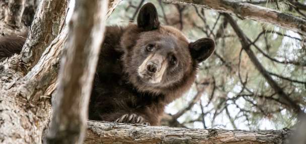 Black bear encounters up this year; high temps the likely cause