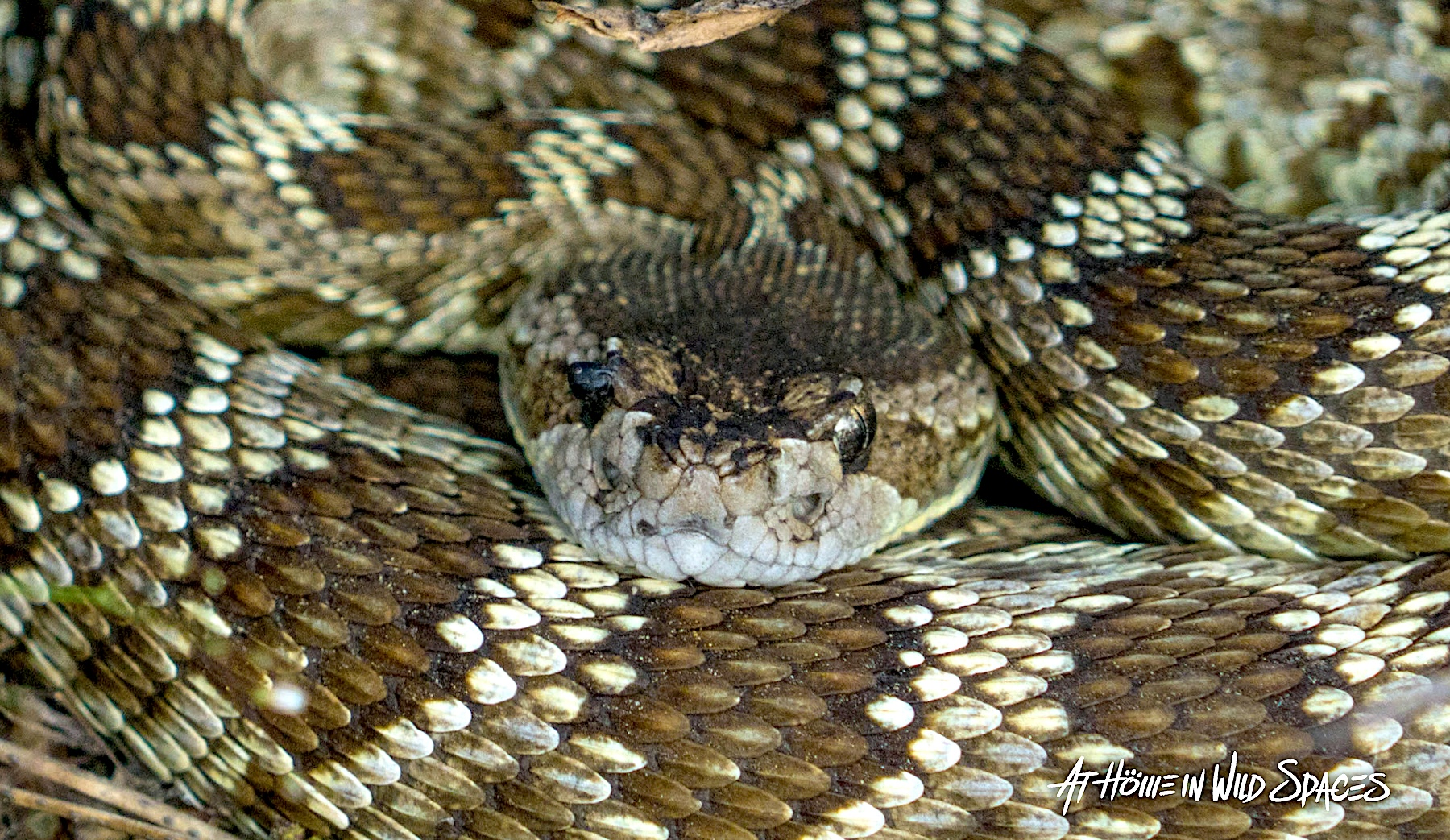Could weather patterns help predict the frequency of rattlesnake